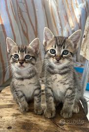 Gattini in regalooo