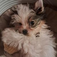 Cucciola di Yorkshire Biewer