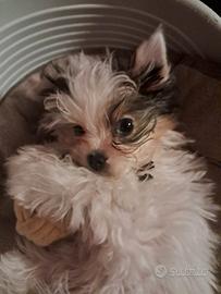 Cucciola di Yorkshire Biewer