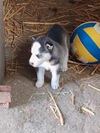 Siberian husky