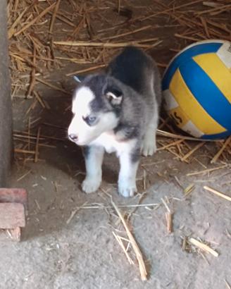 Siberian husky