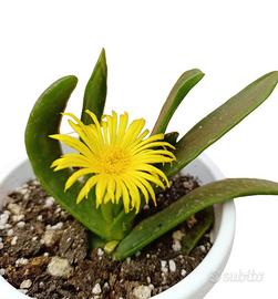 Glottiphyllum Longum pianta grassa fiore giallo