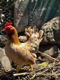 Galli e galline serama