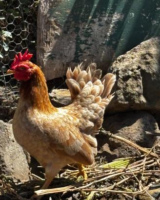 Galli e galline serama