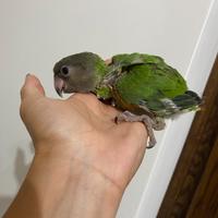 Conuro del sole pappagallo del Senegal