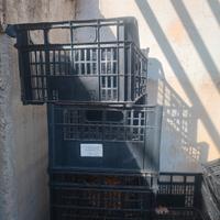 Rega/o cassette plastica 