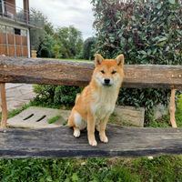 Cucciole Shiba a rimborso spese e titolo gratuito