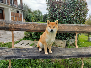 Cucciole Shiba a rimborso spese e titolo gratuito