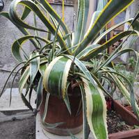 Agave pianta