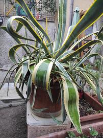 Agave pianta
