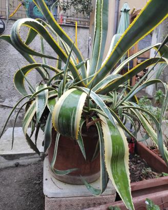 Agave pianta