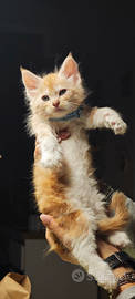 Cuccioli di MaineCoon Pedigree mainecoon