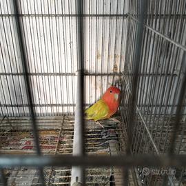 Inseparabile maschio