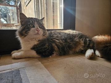 Arturo gattino 12 mesi