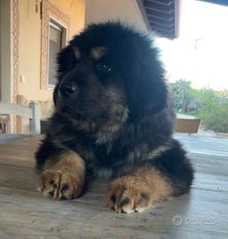 Mastino Tibetano - Tibetan Mastiff