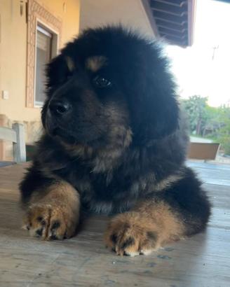 Mastino Tibetano - Tibetan Mastiff