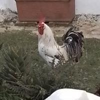 Gallo