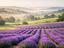 Immagine 7