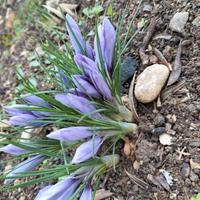 Pistilli Zafferano Italiano Certificato 