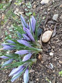 Pistilli Zafferano Italiano Certificato 