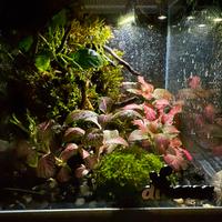 Terrari in miniatura