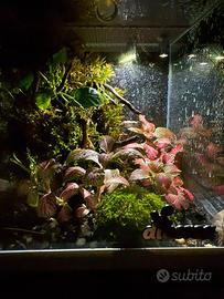 Terrari in miniatura