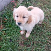 Golden retriver