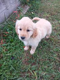 Golden retriver