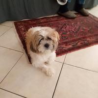 Cagnolino Shitzu originale