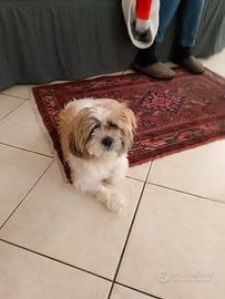 Cagnolino Shitzu originale
