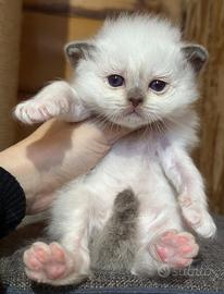 Gatto Sacro di Birmania