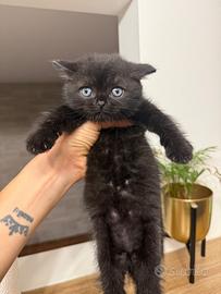 Scottish stright gattini