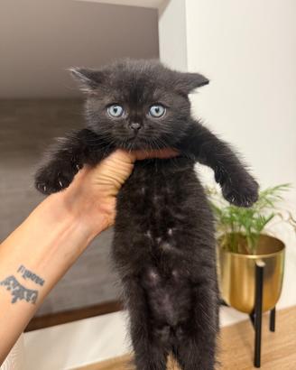 Scottish stright gattini