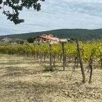 Azienda vitivinicola di 36,5 Ha con casa padronale