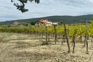 Azienda vitivinicola di 36,5 Ha con casa padronale