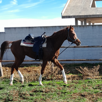 Cavallo arabo