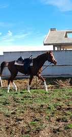 Cavallo arabo