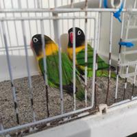 Inseparabili personatus