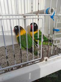 Inseparabili personatus