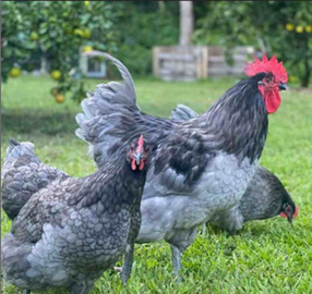 Australorp blu e nero razza pura