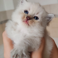 Cuccioli Siberiano ipoallergenico