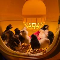 Pulcini e pulcinotti Gallina