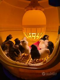 Pulcini e pulcinotti Gallina
