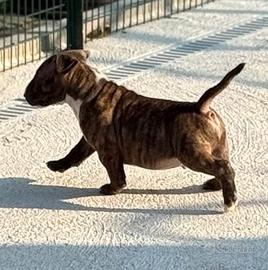 Bull Terrier Miniatura