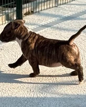 Bull Terrier Miniatura