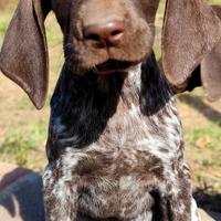 Cuccioli da Tartufo Bracco Tedesco kurzhar