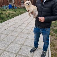 Chihuahua femmina pelo lungo color crema