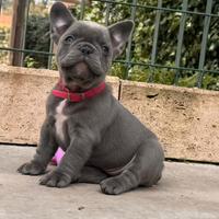Cuccioli di bulldog francese esotici