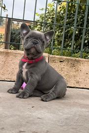 Cuccioli di bulldog francese esotici