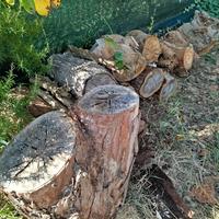 tronchi legno